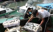 Future for sustainable fishery: Restructuring fishing fleets